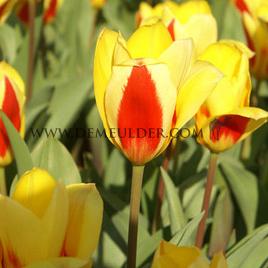 Tulipa Stresa 12/+ (x250)