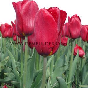 Tulipa Strong Fire 12/+ (x250)