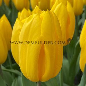 Tulipa Strong Gold 12/+ (x250)
