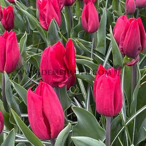 Tulipa Strong Love 12/+ (x250)