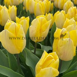 Tulipa Sunny Prince 12/+ (x250)