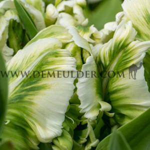 Tulipa Super Parrot 12/+ (x250)