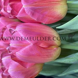 Tulipa Tom Pouce 12/+ (x250)