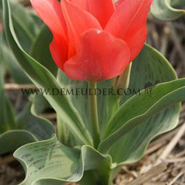Tulipa Toronto 12/+ (x250)