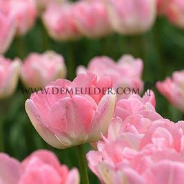 Tulipa Upstar 12/+ (x250)