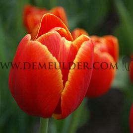 Tulipa Verandi 12/+ (x250)