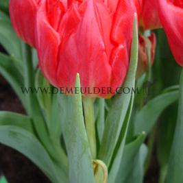 Tulipa Viking 12/+ (x250)