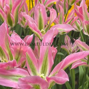 Tulipa Virichic 12/+ (x250)