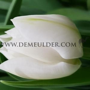Tulipa White Heart 12/+ (x250)