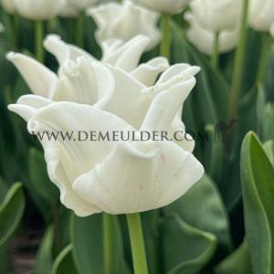 Tulipa White Liberstar 12/+ (x250)