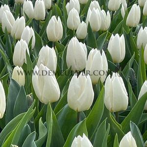 Tulipa White Prince 12/+ (x250)