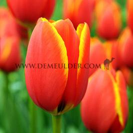 Tulipa World's Favourite 12/+ (x250)