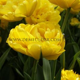 Tulipa Yellow Pomponette 12/+ (x250)
