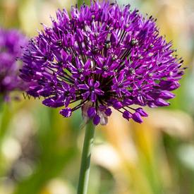 Allium Aflatunense 12/+ (x250)
