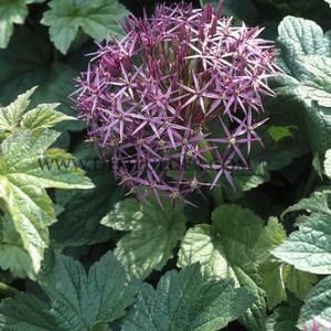 Allium Cristophii (Albopilosum) 12/+ (x250)