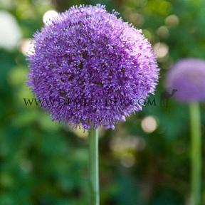 Allium Giganteum 20/+ (x25)