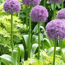 Allium Globemaster 20/+ (x25)
