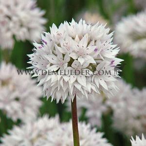 Allium Amplectens 'gracefull' 6/+ (x250)