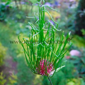 Allium Hair 5/+ (x250)