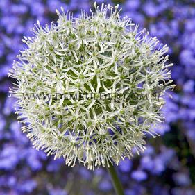 Allium Mount Everest 20/+ (x25)