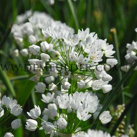 Allium Neapolitanum 4/+ (x250)