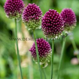 Allium Sphaerocephalon 5/+ (x250)