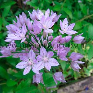 Allium Unifolium 5/+ (x250)