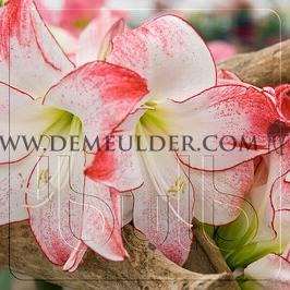 Amaryllis Aphrodite 30/32 (x10)