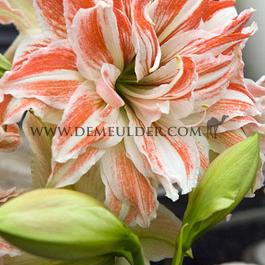 Amaryllis Dancing Queen 30/32 (10x)