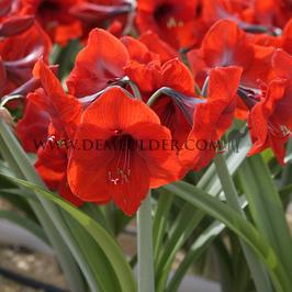 Amaryllis Red Lion 30/32 Prep. (x10)