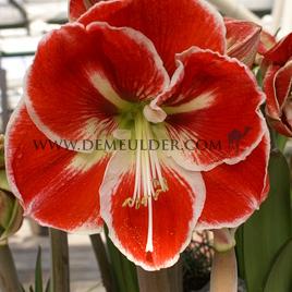 Amaryllis Samba 30/32 Prep. (x10)