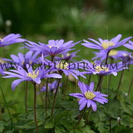 Anemone Blue Shades 5/+ (x250)