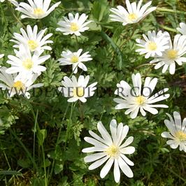 Anemone White Splendour 5/+ (x250)