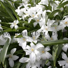 Chionodoxa Luciliae Alba 5/+ (x250)