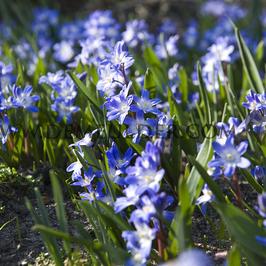 Chionodoxa Forbesii 5/+ (x250)