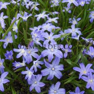 Chionodoxa Luciliae (Giantea) 5/+ (x250)