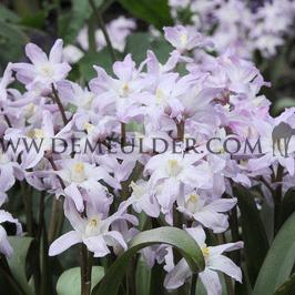 Chionodoxa Forbesii Pink Giant 5/+ (x250)