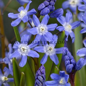 Chionodoxa Sardensis 5/+ (x250)