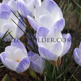 Crocus Blue Pearl 5/+ (x250)
