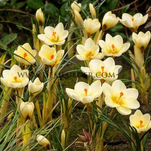 Crocus Cream Beauty 5/+ (x250)