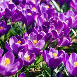 Crocus Flower Record 9/10 (x250)