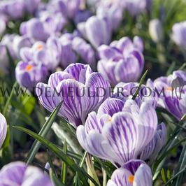 Crocus Pickwick, 9/10 (x250)