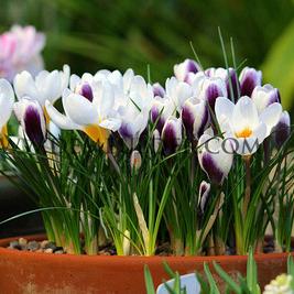 Crocus Prins Claus 5/+ (x250)