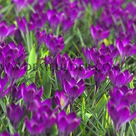 Crocus Ruby Giant 5/+ (x250)