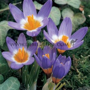 Crocus Sieberi Sublimis Tricolor 5/+ (x250)
