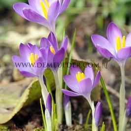 Crocus Tommasinianus Whitewell Purple 5/+ (x250)