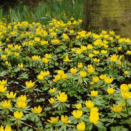 Eranthis Hyemalis 4/+ (x250)