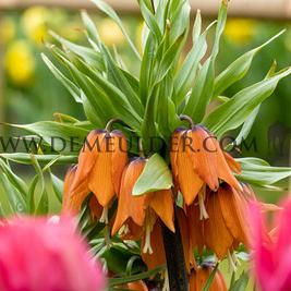 Fritillaria Imperialis Aurora 20/22 (x25)