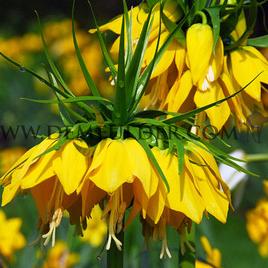 Fritillaria Imperialis Lutea 20/22 (x25)