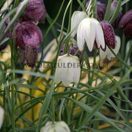 Fritillaria Meleagris Alba 6/+ (x250)